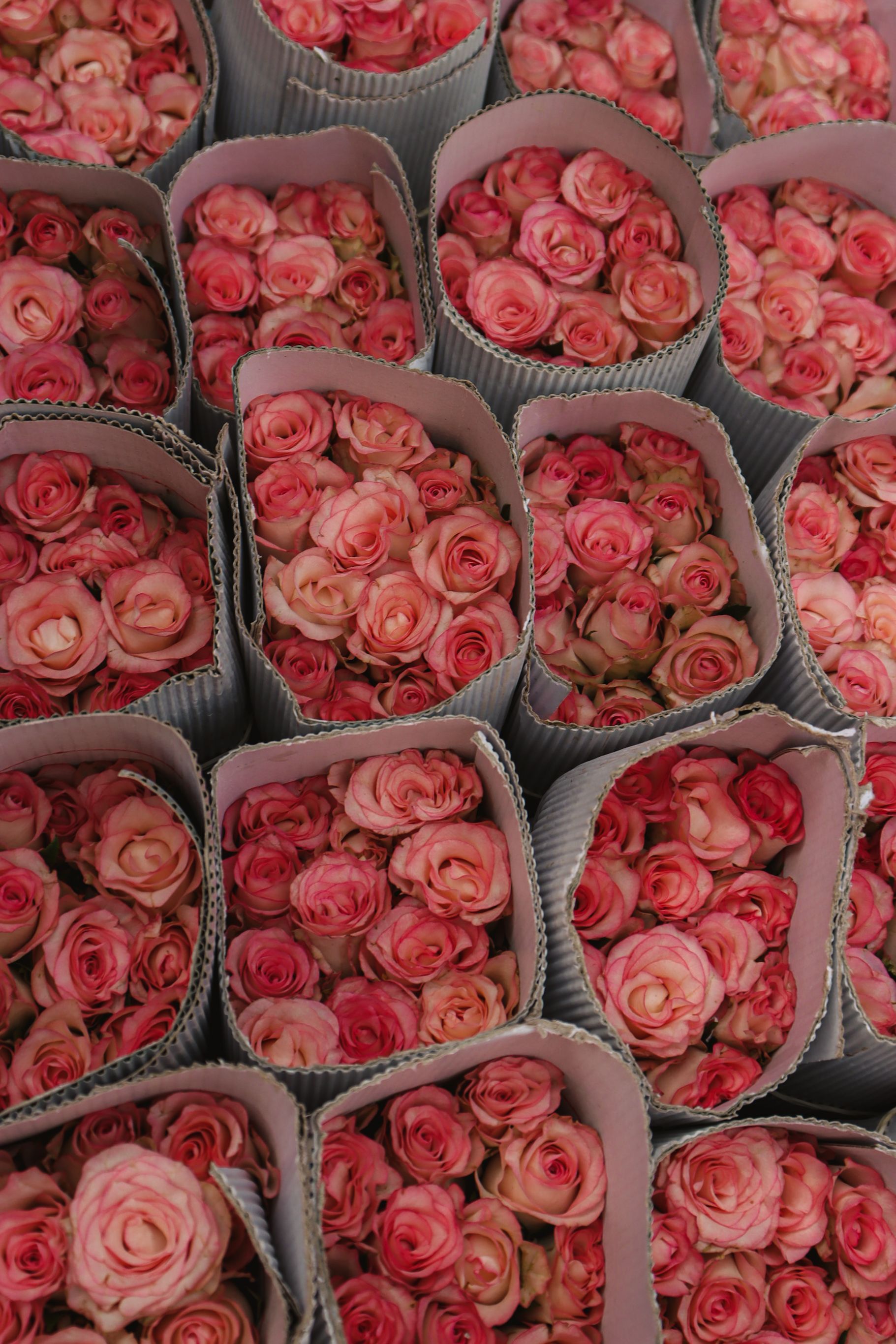 A collection of pink roses neatly packed in containers, ideal for florists and flower enthusiasts.