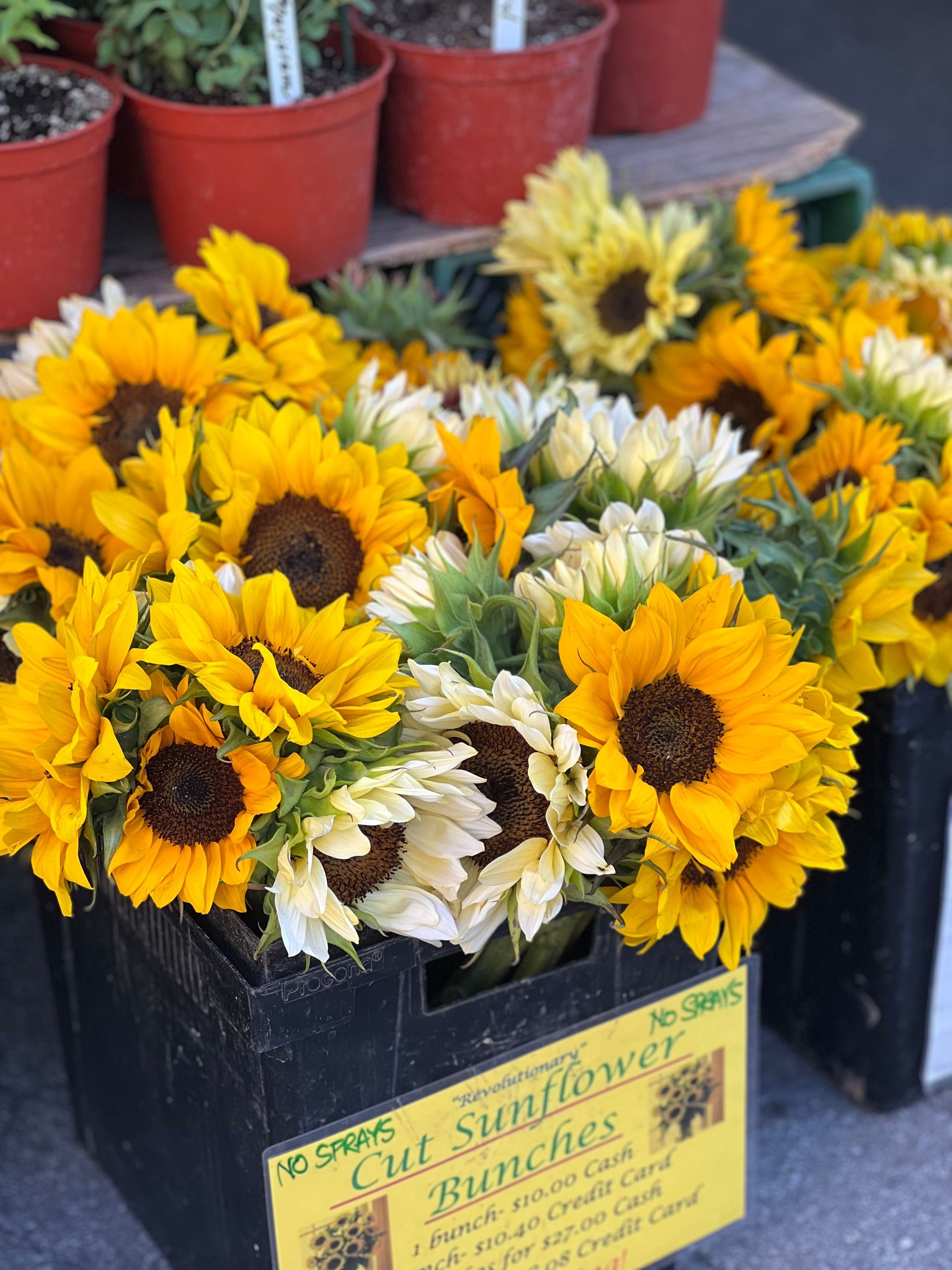 Beautiful sunflower bouquets arranged at a market stall, showcasing vibrant yellow petals and fresh greenery.