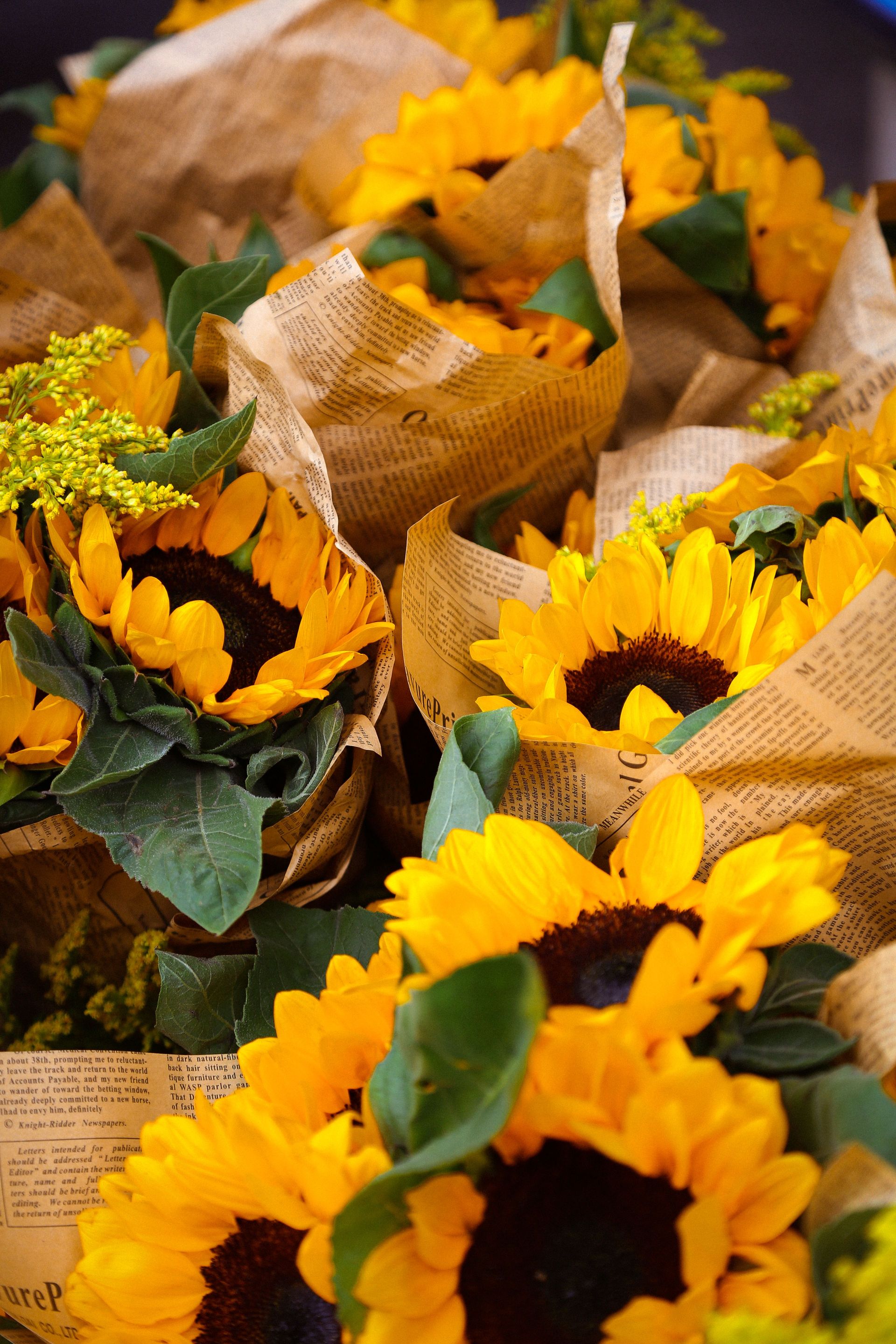 Fresh sunflowers wrapped in newspaper create a rustic, natural display.