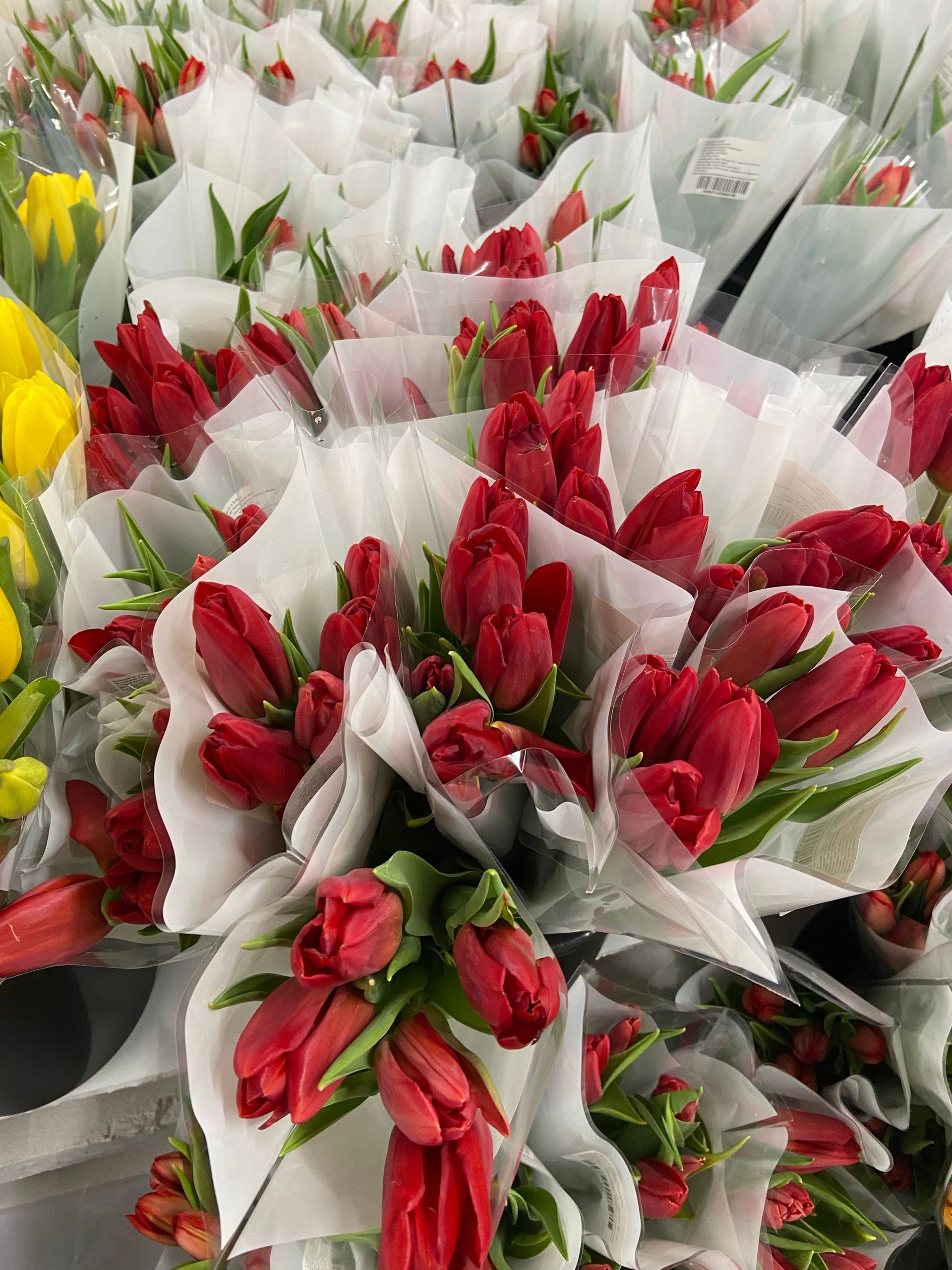 A stunning collection of fresh red tulip bouquets wrapped in white paper, perfect for springtime floral arrangements.